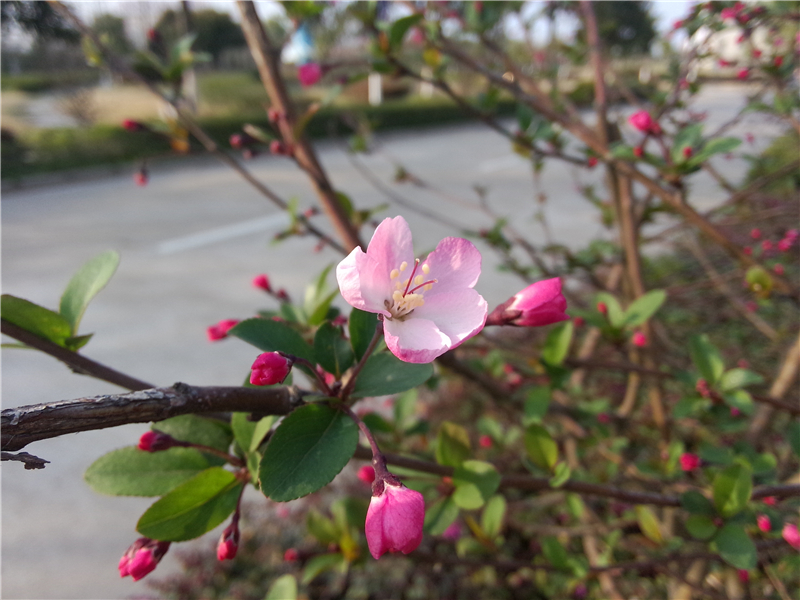 湖北海棠Malus hupehensis （Pamp.）Rehd.