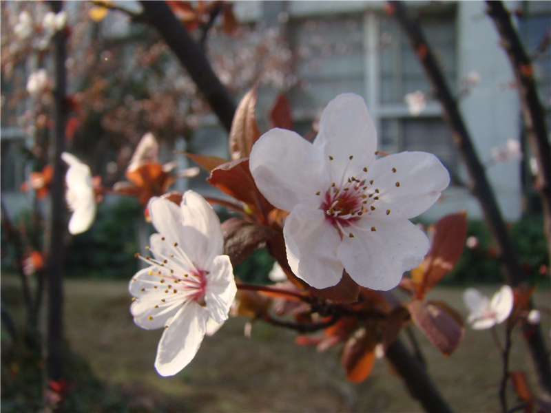 紫叶李Prunus cerasifera cv.