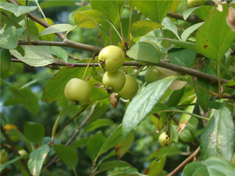 西府海棠Malus micromalus Makino   