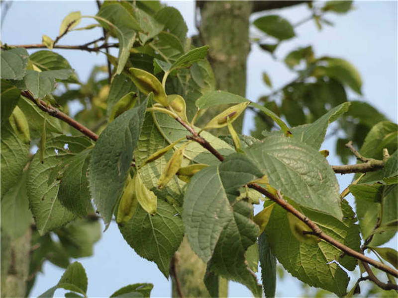 杜仲Eucommia ulmoides Oliv