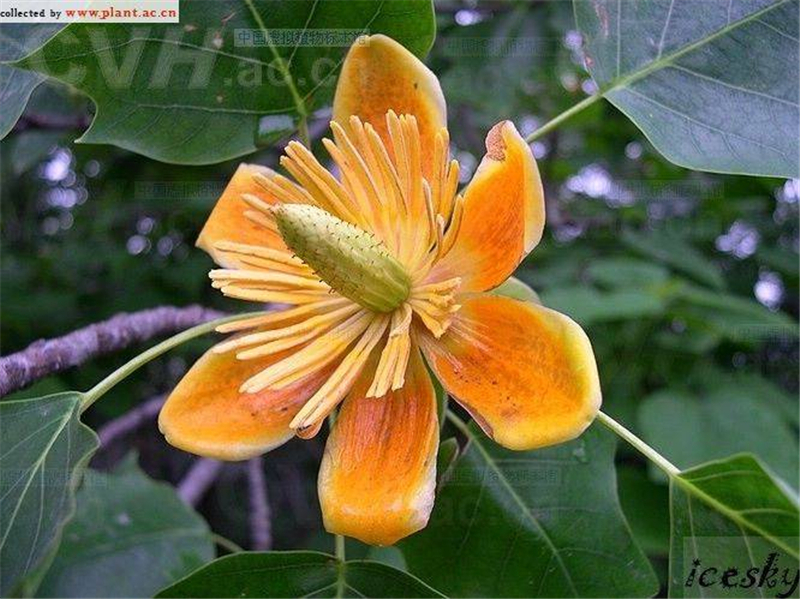 鹅掌楸Liriodendron chinense Sarg. 