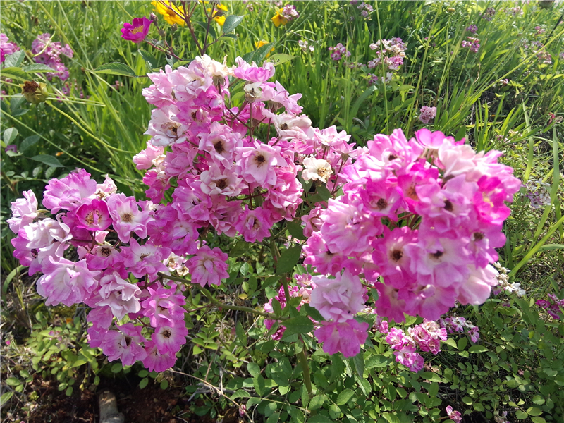 月季Rosa chinensis Jacq
