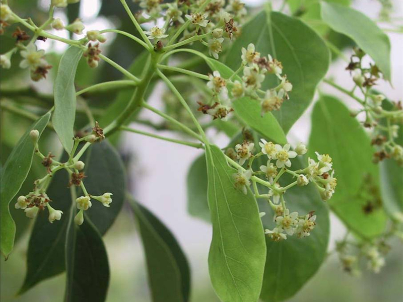 樟树 Cinnamomum camphora (L.) Presl  