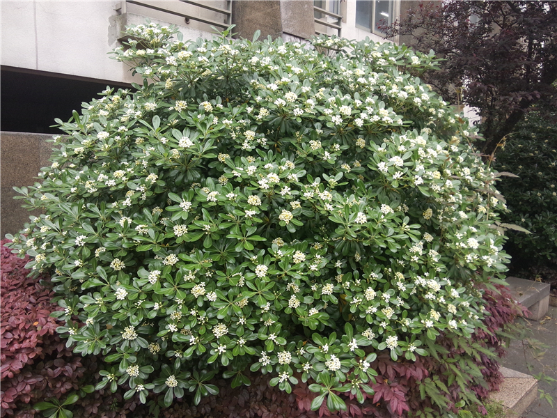 海桐Pittosporum tobira (thumb.) Ait.