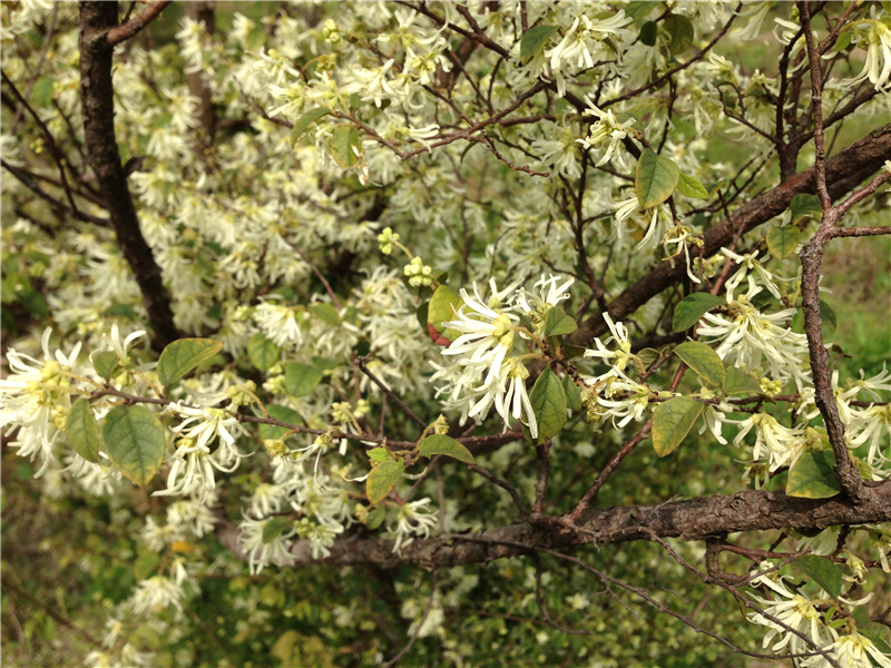 檵木Loropetalum chinense (R．Br) Oliv. 