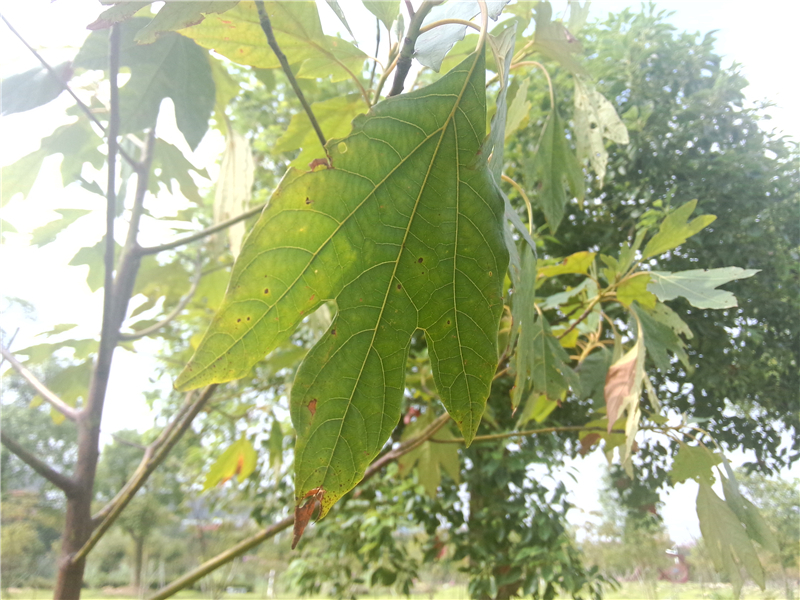 檫木Sassafras tzumu (Hemsl.) Hemsl.