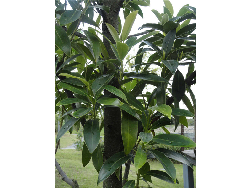 乐东拟单性木兰Parakmeria lotungensis (Chun et C. Tsoong)Law 