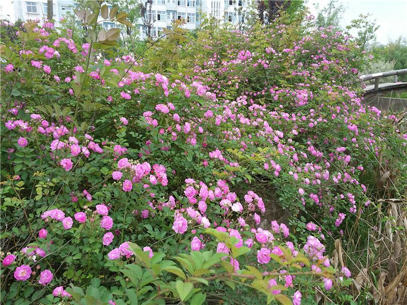多花蔷薇Rosa multiflora Thunb