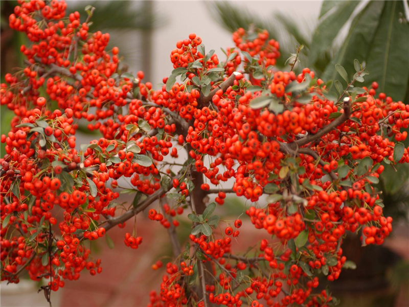 火棘Pyracantha fortuneana (Maxim.) Li  