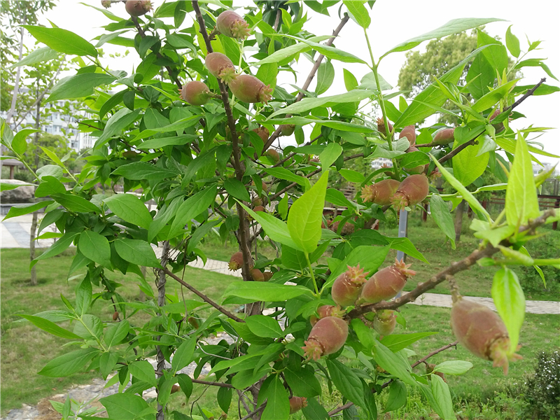 蜡梅Chimonanthus praecox (L.) Link  