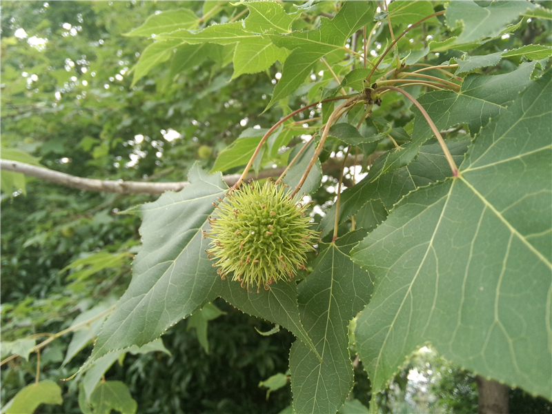 枫香Liquidambar formosana Hance 