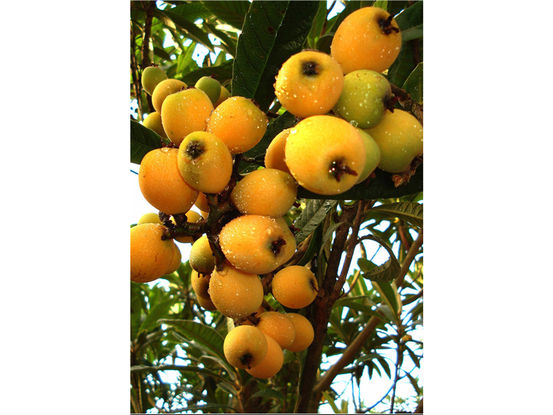 枇杷Eriobotrya japonica (Thunb.) Lindl. 