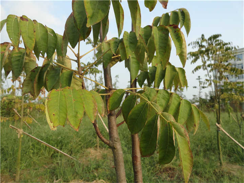 伯乐树Bretschneidera sinensis Hemsl.