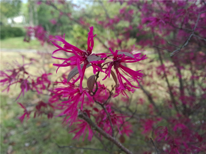 红花檵木Loropetalum chinense var. rubrum Yieh