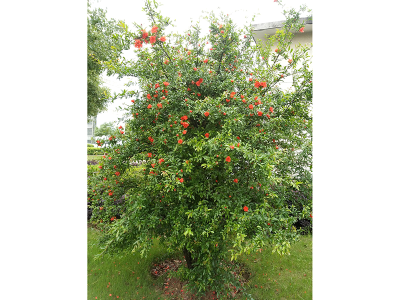 石榴Punica granatum L.  
