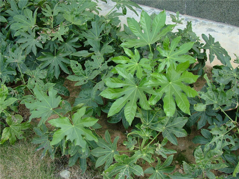 八角金盘Fatsia japonica (Thunb.) Decne. et Planch. 