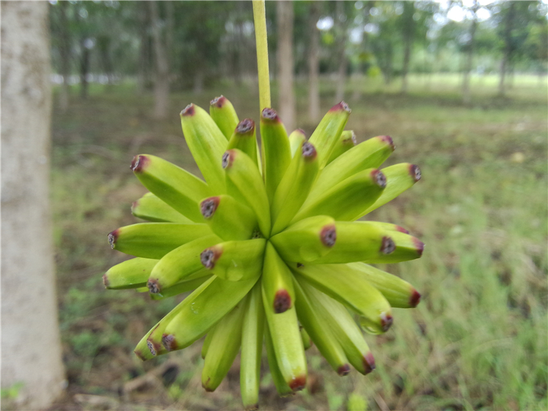 喜树Camptotheca acuminata Decne.  