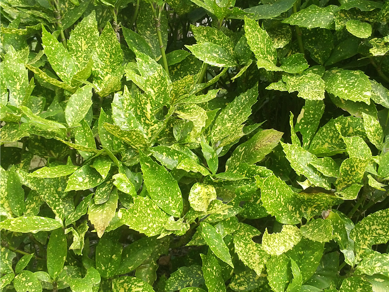 洒金桃叶珊瑚Aucuba japonica f. variegate 
