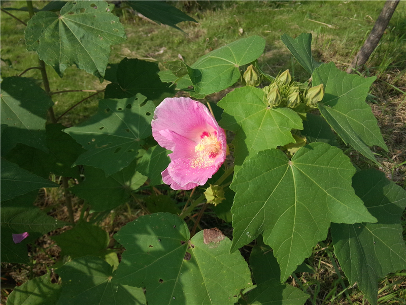 木芙蓉 Hibiscus mutabilis L.  