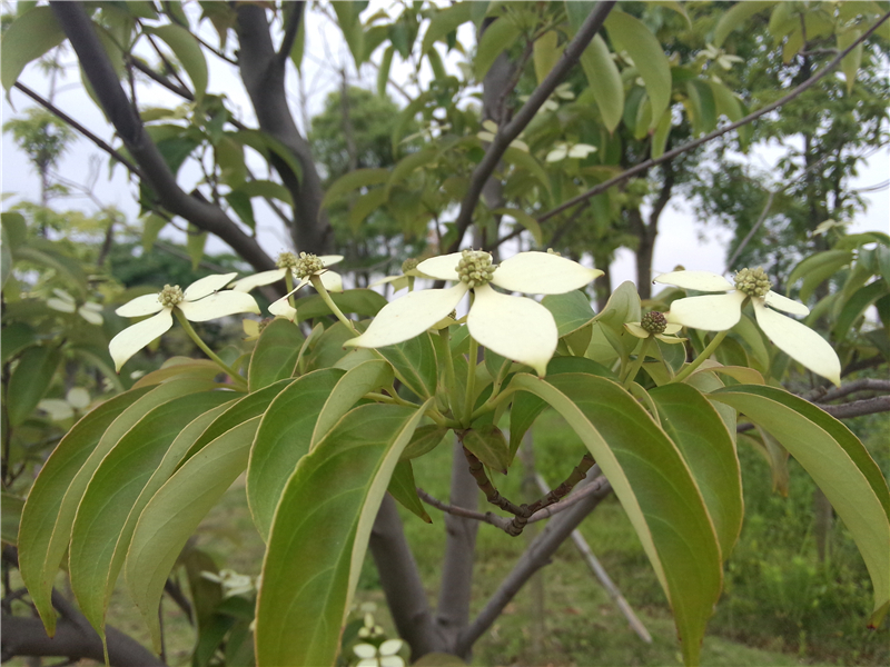 香港四照花Dendrobenthamia hongkongensis(Hemsl.)Hutch.