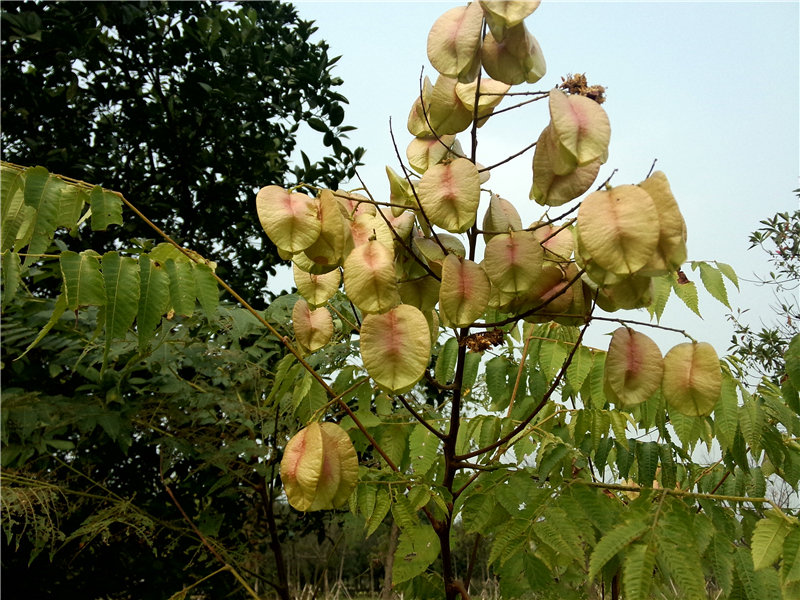 复羽叶栾树Koelreuteria bipinnata Franch.  