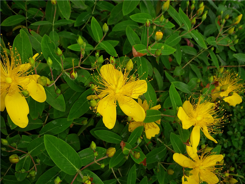金丝桃 Hypericum chinense L. 