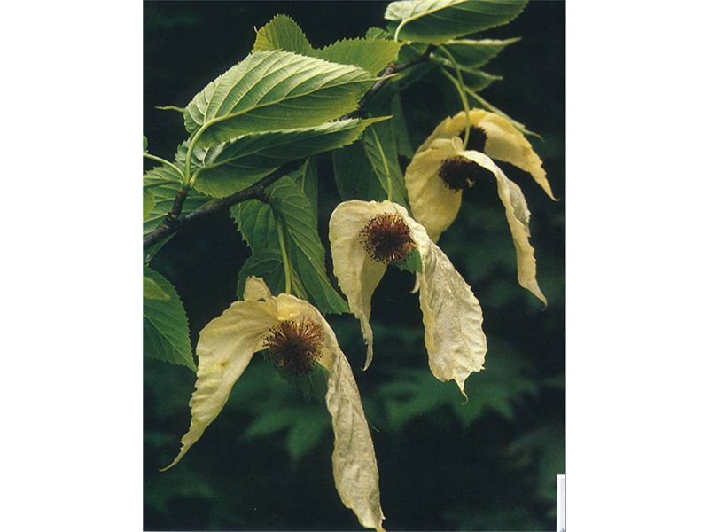 珙桐Davidia involucrata Baill. 