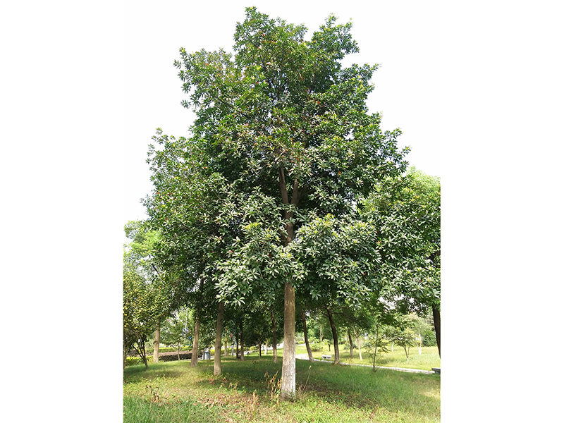 秃瓣杜英 Elaeocarpaus glabripetalus Merr. 