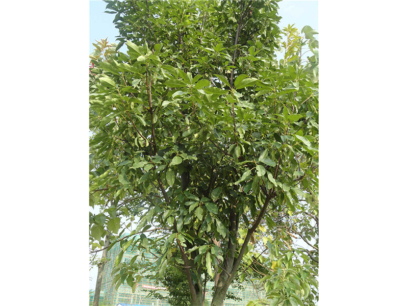 猴欢喜 Sloanea sinensis (Hance) Hemsl. 