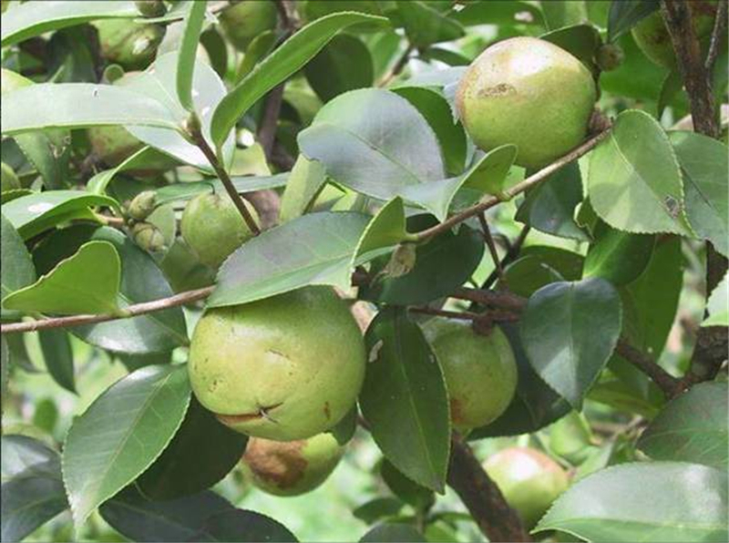 油茶Camellia oleifera Abel.