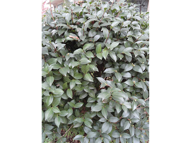 茶梅 Camellia. sasanqua Thunb. 