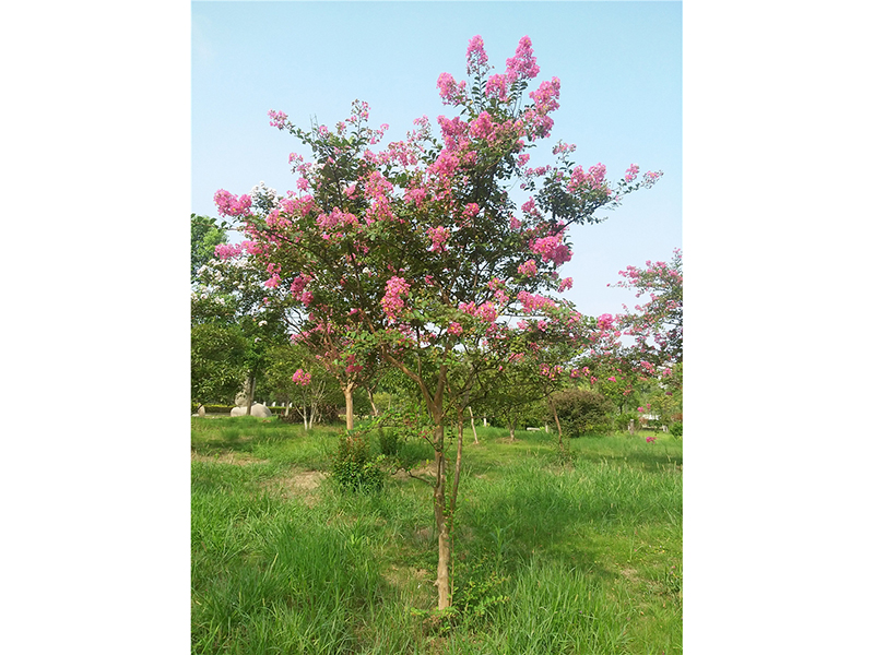 紫薇Lagerstroemia indica L.