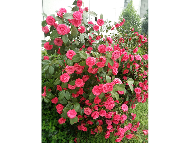 山茶花Camellia japonica L. 