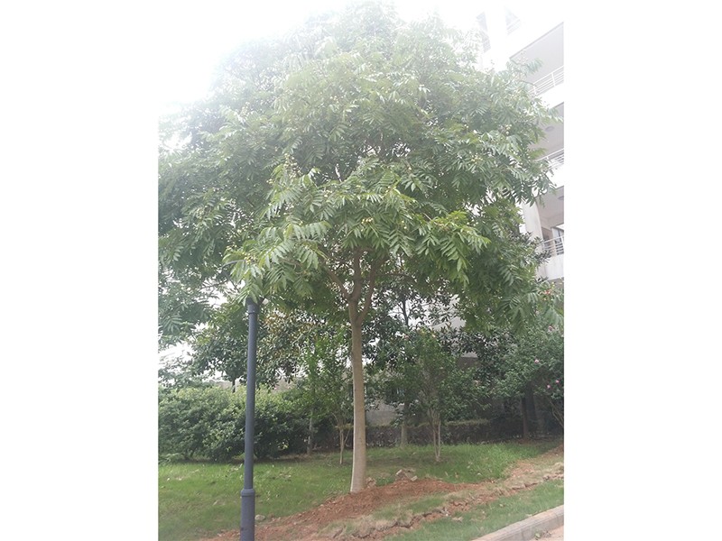 无患子Sapindus mukorossi Gaertn.  
