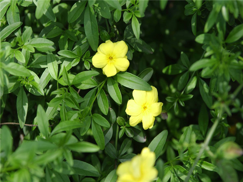 云南黄素馨 Jasminum mesnyi Hance  