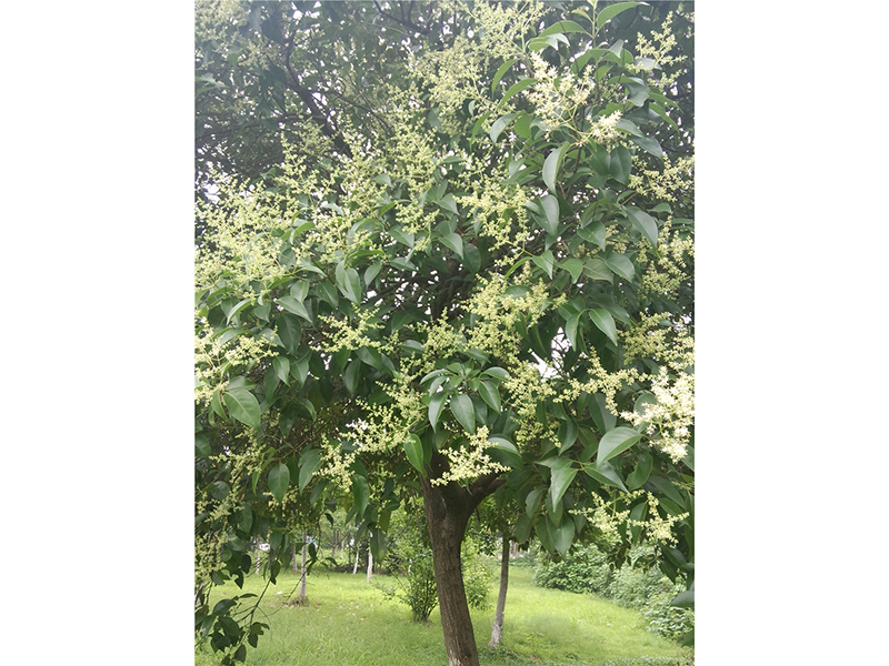 女贞Ligustrum lucidum Ait.