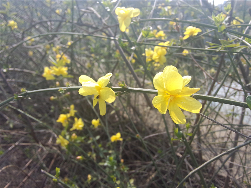 迎春花Jasminum nudiflorum Lindl. 