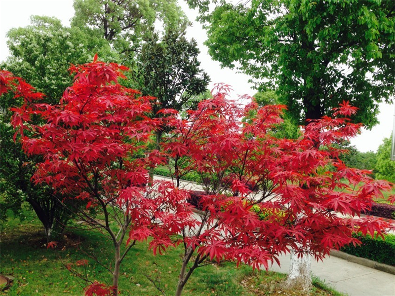 红枫 Acer palmatum f.