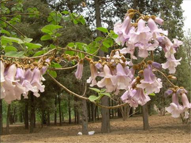 紫花泡桐（毛泡桐）Paulownia tomentosa (Thunb.) Steud. 