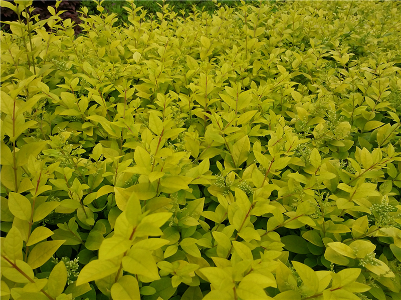 金叶女贞Ligustrum×vicaryi Hort.