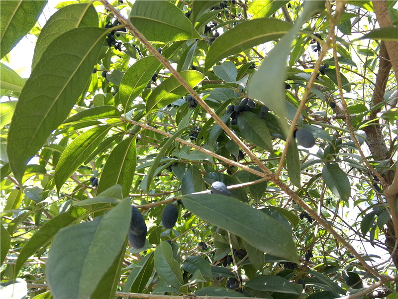 桂花Osmanthus fragrans (Thunb.)Lour. 