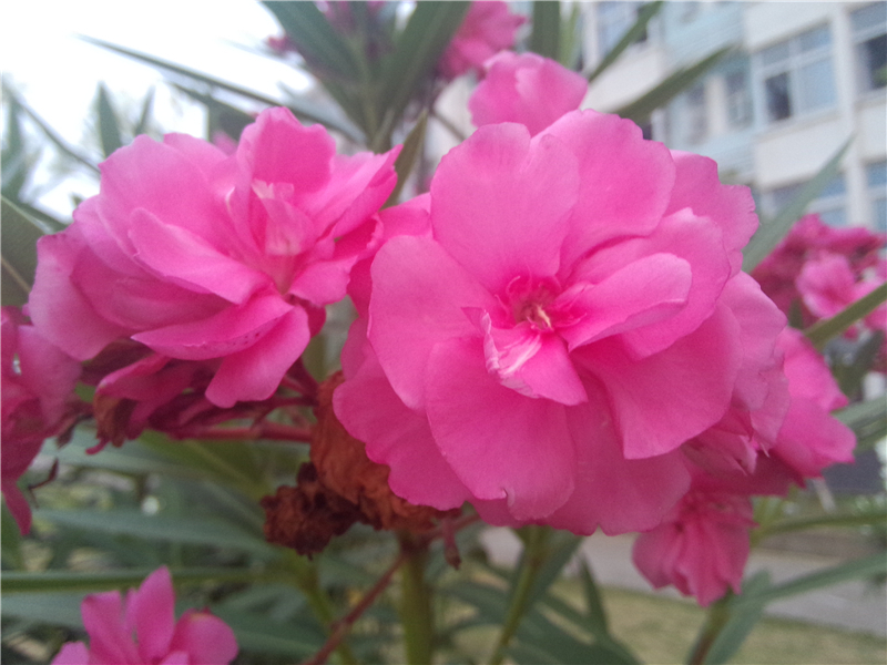 夹竹桃 Nerium indicum Mill.